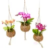 Kokodama Phalaenopsis (L) Náhľad obrázku produktu 1