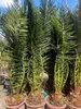 Palme Phoenix Canariensis HÖHE ca. 180 cm Winterhart bis Produktbild-Vorschau 4