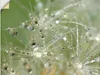 ARTland Wandbild, selbstklebend Wassertropfen Pusteblume Produktbild-Vorschau 1