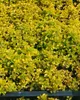 Origanum vulgare 'Aureum', Goldmajoran, aromatisch, ca. 9x9 Produktbild-Vorschau 7