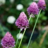 Allium Czosnek - 200 szt - 'Sphaerocephalon' - Cebulki Podgląd zdjęcia produktu 4