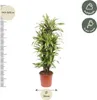 Drzewo smocze Dracaena Lemon Lime - wysokosc 150cm - Podgląd zdjęcia produktu 2