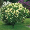 Flieder ´PRIMROSE´ 60-70 cm, Cont. 2,5 l Produktbild-Vorschau 3