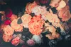 Muralo XXL Selbstklebende FOTOTAPETE BLUMEN Orchidee Rosen Produktbild-Vorschau 2