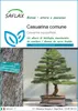 SAFLAX  - Casuarina comune - 200 semi - Casuarina Anteprima dell’immagine prodotto 1