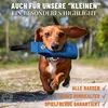 A dachshund dog running with a blue toy in its mouth. Produktbild-Vorschau
