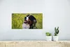 MuchoWow® Poster Ein Berner Sennenhund zwischen gelben Produktbild-Vorschau 5