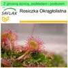 SAFLAX - Garden to go - Rosiczka Okrągłolistna - 50 Nasiona Podgląd zdjęcia produktu 10