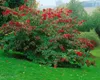 Parrotia persica, Eisenholzbaum, 60–80 cm, leuchtend rote Produktbild-Vorschau 5