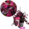 A potted plant with purple leaves and pink flowers, shown with a close-up inset and a product tag. Voir les images du produit