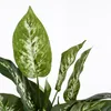 Dieffenbachia pvc avec pot gris Voir les images du produit 3