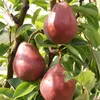 Birnenbaum Rote Williams Herbstbirne Buschbaum ca. 110-140 Produktbild-Vorschau 2