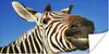 MuchoWow® Poster Zebra - Lustig - Kinder - Jungen - Mädchen Produktbild-Vorschau 1