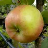 Topaz ® Apfelbaum - Buschbaum Topfballen (Versandzeit: Produktbild-Vorschau 4