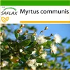 SAFLAX - Pravá myrta / nevesta myrta - Myrtus communis - 30 Náhľad obrázku produktu 10