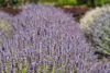 Stauden Gänge 100 x Lavandula angustifolia 'Munstead' -  Produktbild-Vorschau 5
