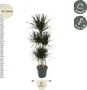 Dračí strom - Dracaena marginata "Magenta" - Karafiát - Náhled obrázku produktu 2