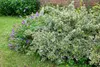 Euonymus fortunei 'Emerald Gaiety', Kriechspindel, Produktbild-Vorschau 12