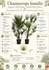 2 ks trpasličí palmy 160–200 cm – Chamaerops humilis, Náhled obrázku produktu 2