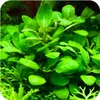 Eco Plant Lobelia Cardinalis 'mini' - In-vitro-Pflanze 2 Produktbild-Vorschau 5