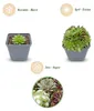Green boutiQ - 6x Sempervivum Big Sam - Hauswurz Big Sam - Produktbild-Vorschau 3