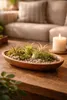 Tillandsia brachycaulus abdita M (ca. 9 cm) – Luftpflanze Produktbild-Vorschau 5