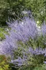 Perovskia atriplicifolia 'Little Spire', Blauraute, Produktbild-Vorschau 2