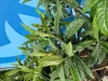 Japoński Wollmispel, Eriobotrya Japonica, Mispel 150cm Podgląd zdjęcia produktu 5