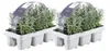 Plants by Frank | 12 Blauer Duft-Lavendel Pflanzen | Produktbild-Vorschau 1
