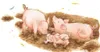 Ravensburger 6332 Puzzle Na wielkiej farmie 30-48 elementw Podgląd zdjęcia produktu 3