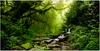 Tableau mural Mega XXXL Forêt 250 x 125 cm Impression Voir les images du produit 7