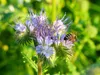 LanDixx Phacelia 2 kg Bienenweide Gründüngung Imkerpflanze Produktbild-Vorschau 2