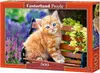 Castorland Ginger kitten 500 pcs, 500 szt., Fauna, 9 lat(a) Podgląd zdjęcia produktu 3