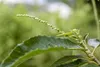 Castanea sativa, Esskastanie, 80–100 cm Produktbild-Vorschau 8