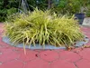 Stauden Gänge 1 x Carex morrowii 'Vanilla Ice' im 1 Liter Produktbild-Vorschau 5