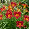 Green boutiQ - Staude - Hemerocallis Autumn Red - Taglilie Produktbild-Vorschau 5