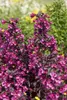 Weigelie Victoria 40-60 cm, im Topf - Weigela florida Produktbild-Vorschau 6