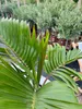 Flaschenpalme 80-120 cm Hyophorbe lagenicaulis Zimmerpalme Produktbild-Vorschau 4