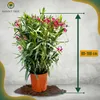 Sunny Tree - Roślina - Oleander - Nerium Oleander - Podgląd zdjęcia produktu 4