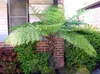Stromová kapradina (Cyathea australis)  – 1 porce spor Náhled obrázku produktu 2