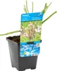 Bloomique - Butomus Umbellatus - Kwiat łabędzia - Roślina Podgląd zdjęcia produktu 2