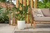 A plant in a white pot on a patio next to outdoor furniture. Anteprima dell’immagine prodotto