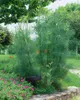 Foeniculum vulgare, Fenchel, aromatisch, ca. 9x9 cm Topf Produktbild-Vorschau 10