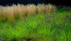 Stauden Gänge 10 x Pennisetum alopecuroides 'Black Beauty' Produktbild-Vorschau 6
