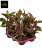 BALDUR Garten 1x Aglaonema 'Jungle Red®', Pflanze im 12 Produktbild-Vorschau 2