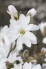 Magnolia stellata 'Royal Star', Sternmagnolie, weiß, 80–100 Produktbild-Vorschau 4