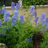 6 x trpasličí stračka  - Delphinium grandiflorum 'Blauer Náhled obrázku produktu 2