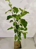 Malus Domestica 'Rode Boskoop', Apfelbaum, Höhe 100 cm, Produktbild-Vorschau 3