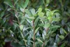 Ilex crenata 'Robustico', Japanische Stechpalme, immergrün, Produktbild-Vorschau 1