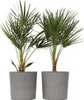 Karłatka niska - 2 szt - Chamaerops humilis - Wysokość Podgląd zdjęcia produktu 7